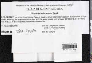 Ditrichum subaustrale Broth., Гербарий мохообразных, Мхи - Антарктика (BAn) (Французские Южные и Антарктические Территории)