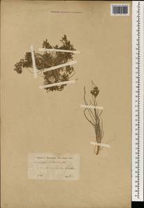 Фимбристилис вильчатый (L.) Vahl, Зарубежная Азия (ASIA) (Иран)