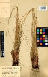 Carex myosuroides Vill., Сибирь, Прибайкалье и Забайкалье (S4) (Россия)