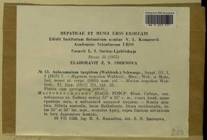 Aulacomnium turgidum (Wahlenb.) Schwägr., Гербарий мохообразных, Мхи - Прибайкалье и Забайкалье (B18) (Россия)