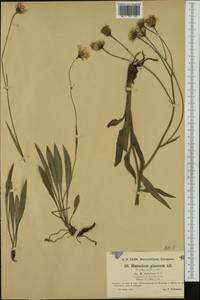 Hieracium glaucum subsp. isaricum (Nägeli ex J. Hofm.) Nägeli & Peter, Западная Европа (EUR) (Германия)