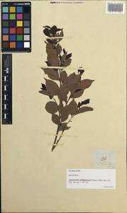 Aphananthe philippinensis Planch., Зарубежная Азия (ASIA) (Филиппины)