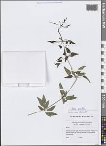 Марена сердцелистная L., Сибирь, Прибайкалье и Забайкалье (S4) (Россия)