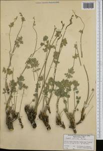 Shomalia olivieri (Boiss.) Lyskov, Зарубежная Азия (ASIA) (Иран)