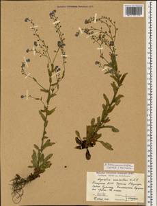 Незабудка воробейниколистная (Willd.) Hornem., Кавказ, Абхазия (K4a) (Абхазия)