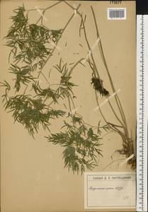 Cenolophium fischeri (Spreng.) W. D. J. Koch, Восточная Европа, Московская область и Москва (E4a) (Россия)
