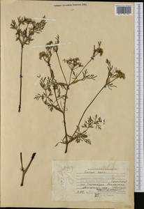 Тмин обыкновенный L., Западная Европа (EUR) (Норвегия)