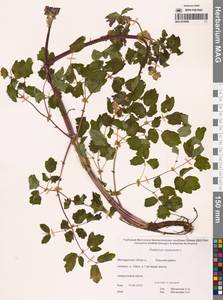 Thalictrum aquilegiifolium subsp. aquilegiifolium, Сибирь, Чукотка и Камчатка (S7) (Россия)