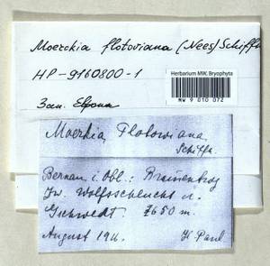 Moerckia hibernica (Hook.) Gottsche, Гербарий мохообразных, Мхи - Западная Европа (BEu) (Германия)