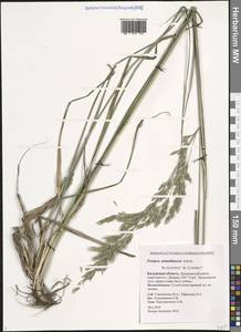 Овсянница тростниковая Schreb. , nom. cons., Восточная Европа, Центральный район (E4) (Россия)