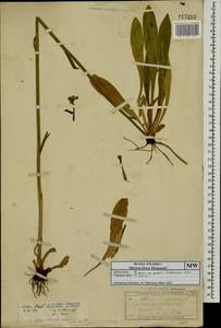 Ястребиночка зонтиковидная, Восточная Европа, Московская область и Москва (E4a) (Россия)