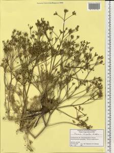 Триния щетинисто-волосистая, Триния щетинистоволосая Hoffm., Восточная Европа, Нижневолжский район (E9) (Россия)