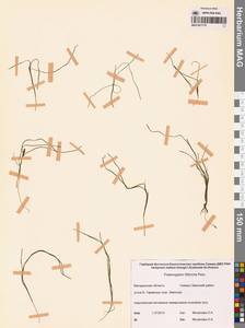 Штукения нитевидная, Рдест нитевидный (Pers.) Börner, Сибирь, Чукотка и Камчатка (S7) (Россия)