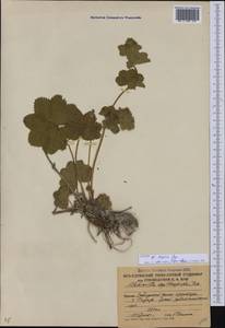 Манжетка низкая Juz., Кавказ, Южная Осетия (K4b) (Южная Осетия)