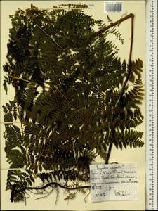 Dryopteris inaequalis (Schltdl.) Kuntze, Африка (AFR) (Эфиопия)