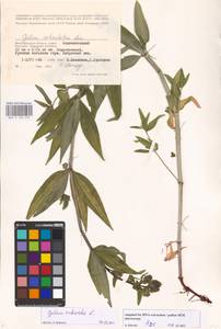 Подмаренник мареновидный L., Восточная Европа, Нижневолжский район (E9) (Россия)