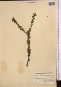 Prunus verrucosa Franch., Средняя Азия и Казахстан, Северный и Центральный Тянь-Шань (M4) (Киргизия)