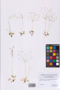 Проломник нитевидный Retz., Восточная Европа, Московская область и Москва (E4a) (Россия)