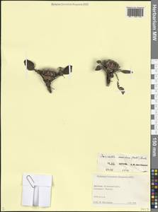 Наголоватка мускусная (Hablitz) Bobrov, Кавказ, Дагестан (K2) (Россия)