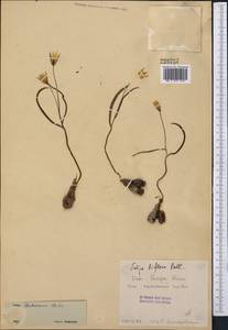 Тюльпан двуцветковый Pall., Средняя Азия и Казахстан, Сырдарьинские пустыни и Кызылкумы (M7) (Казахстан)