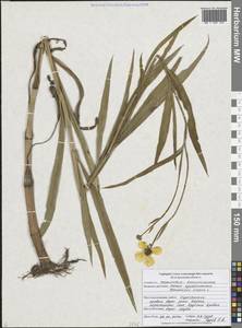 Лютик длиннолистный L., Восточная Европа, Центральный лесостепной район (E6) (Россия)