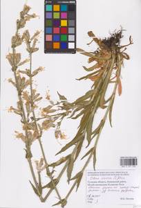 Смолевка клейкая (L.) Pers., Восточная Европа, Центральный район (E4) (Россия)