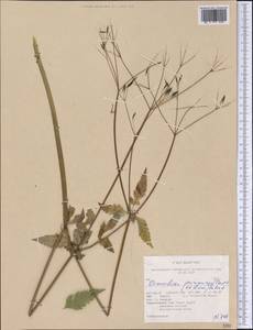 Osmorhiza purpurea (J. M. Coult. & Rose) Suksd., Америка (AMER) (США)