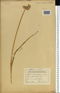 Лук скорода, Шнитт-лук L., Восточная Европа, Белоруссия (E3a) (Белоруссия)