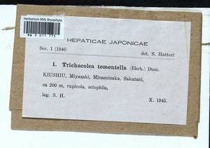Trichocolea tomentella (Ehrh.) Dumort., Гербарий мохообразных, Мхи - Азия (вне границ бывшего СССР) (BAs) (Япония)