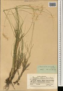 Cenchrus orientalis (Rich.) Morrone, Зарубежная Азия (ASIA) (Афганистан)
