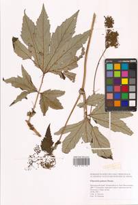 Filipendula digitata (Willd.) Bergmans, Сибирь, Дальний Восток (S6) (Россия)