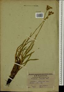 Pilosella echioides subsp. echioides, Восточная Европа, Средневолжский район (E8) (Россия)