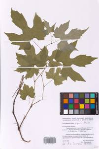 Vitis riparia Michx., Восточная Европа, Центральный лесостепной район (E6) (Россия)