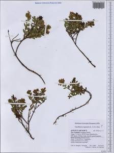 Gaultheria rupestris (G. Forst.) R. Br., Австралия и Океания (AUSTR) (Новая Зеландия)