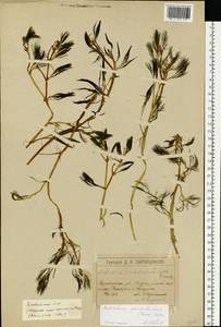 Ranunculus penicillatus subsp. pseudofluitans (Newbould ex Syme) S. D. Webster, Восточная Европа, Латвия (E2b) (Латвия)