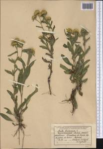 Pentanema britannicum (L.) D.Gut.Larr., Santos-Vicente, Anderb., E.Rico & M.M.Mart.Ort., Сибирь, Западный (Казахстанский) Алтай (S2a) (Казахстан)