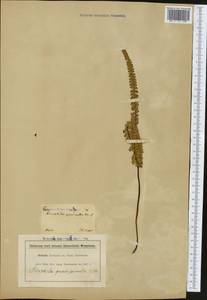 Lophosoria quadripinnata (Gmel.) C. Chr., Америка (AMER) (Чили)