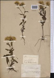 Pentanema britannicum (L.) D.Gut.Larr., Santos-Vicente, Anderb., E.Rico & M.M.Mart.Ort., Сибирь, Алтай и Саяны (S2) (Россия)