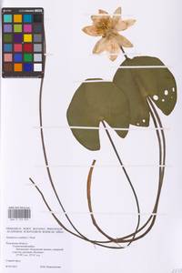 Кувшинка белоснежная C.Presl, Восточная Европа, Центральный район (E4) (Россия)