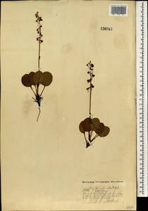Pyrola asarifolia subsp. incarnata (DC.) A.E.Murray, Монголия (MONG) (Монголия)