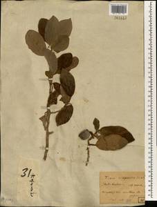Ficus sarmentosa var. nipponica (Franch. & Savatier) Corner, Зарубежная Азия (ASIA) (Япония)