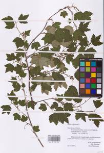 Смородина альпийская L., Восточная Европа, Центральный район (E4) (Россия)