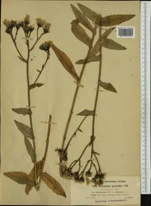 Hieracium picroides subsp. ochroleucum (Hoppe) Zahn, Западная Европа (EUR) (Франция)