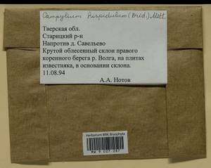 Campylophyllopsis hispidula (Brid.) Ochyra, Гербарий мохообразных, Мхи - Центральное Нечерноземье (B6) (Россия)