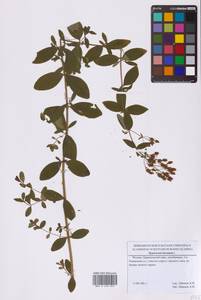 Зверобой волосистый, Зверобой жестковолосый L., Восточная Европа, Московская область и Москва (E4a) (Россия)