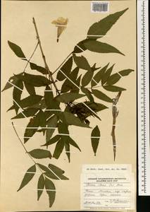 Текома прямостоячая (L.) Juss. ex Kunth, Африка (AFR) (Кения)
