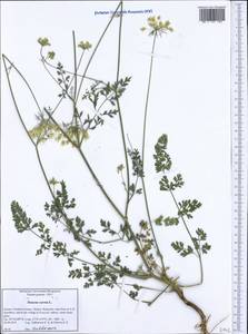 Морковь обыкновенная, Морковь дикая L., Западная Европа (EUR) (Греция)