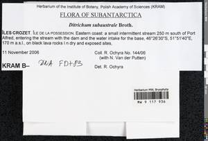 Ditrichum subaustrale Broth., Гербарий мохообразных, Мхи - Антарктика (BAn) (Французские Южные и Антарктические Территории)
