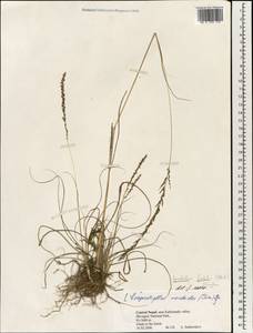 Sporobolus fertilis (Steud.) Clayton, Зарубежная Азия (ASIA) (Непал)