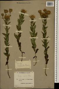 Pentanema asperum (Poir.) G. V. Boiko & Korniy., Кавказ, Армения (K5) (Армения)